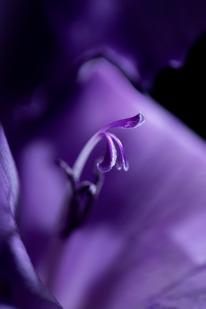 Close up on gladiolus flower details