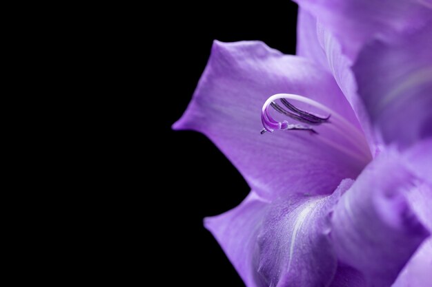 Close up on gladiolus flower details