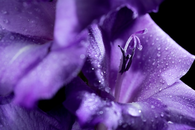 Close up on gladiolus flower details