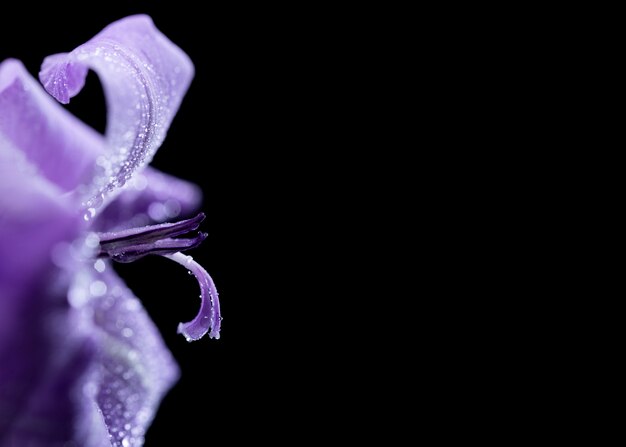 Close up on gladiolus flower details