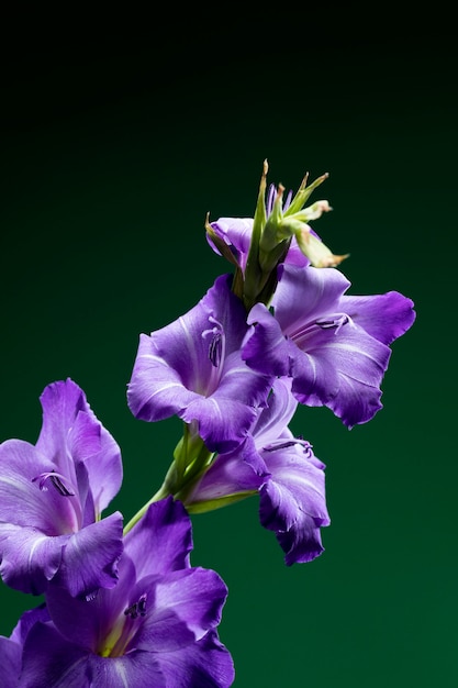 Close up on gladiolus flower details