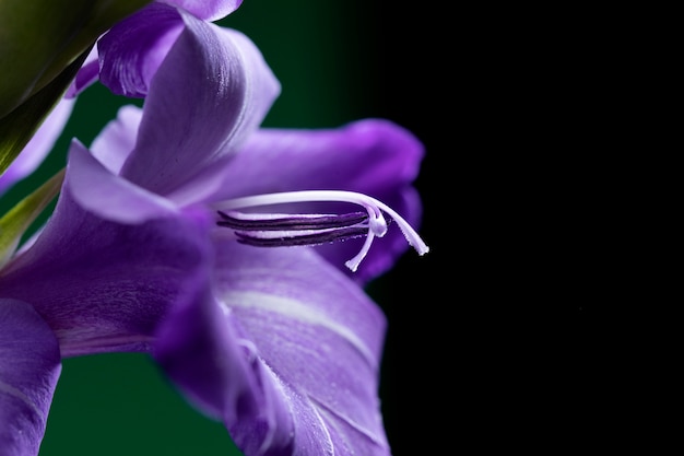 Close up on gladiolus flower details