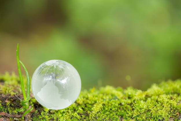 Free Photo close up of glass globe in the forest.    