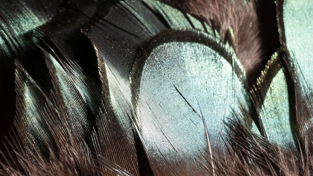 Free Photo close-up glossy feathers organic background