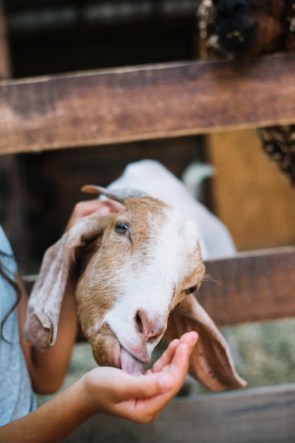 Free photo close-up of goat eating from girl's hand