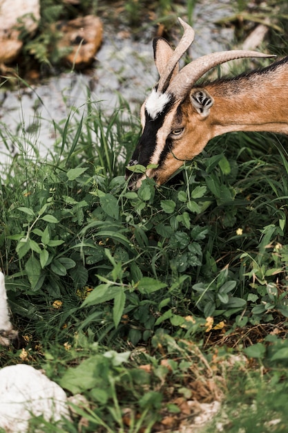 Free photo close-up of goat eating leaves of plant