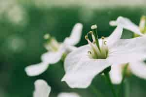 Free photo close-up of golden trumpet flowers