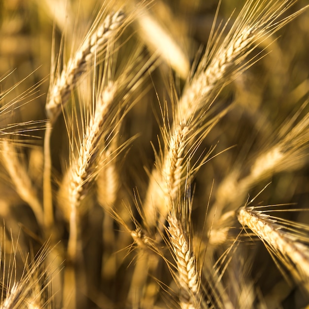 Free Photo close-up golden wheat spices