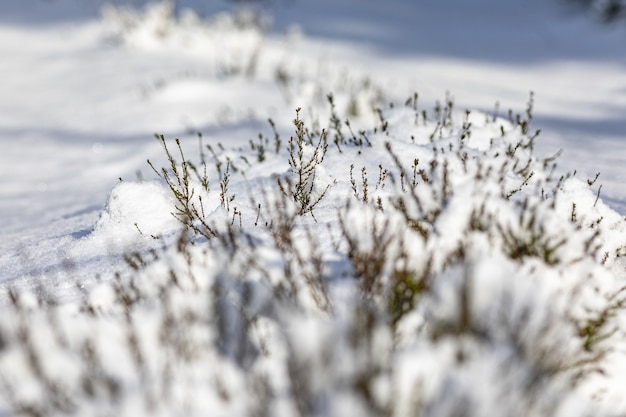 Free photo close up of grass covered with snow