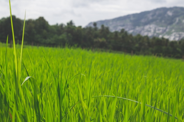 Free photo close up grass in a green field with mountains in the background