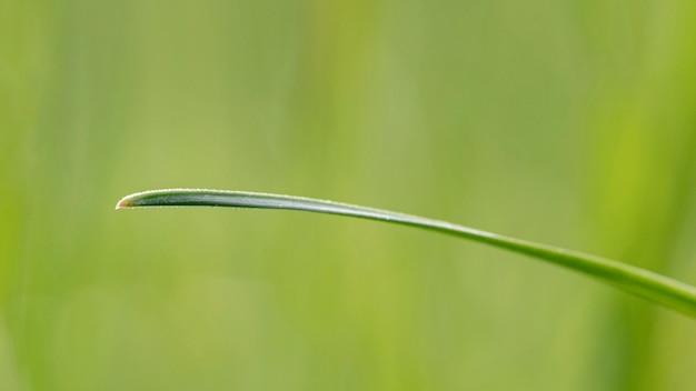 Close-up grass leaf