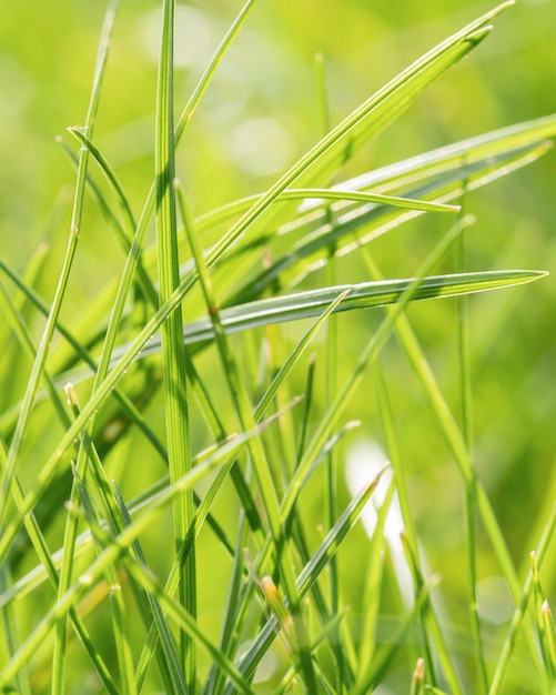 Free photo close-up grass leaves outdoors