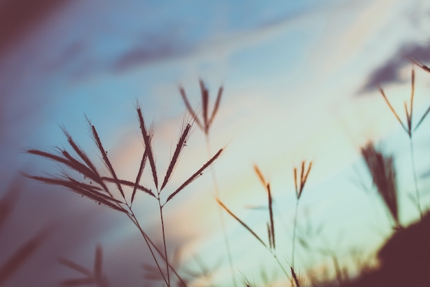 Free Photo close up of grass with sunset in the background