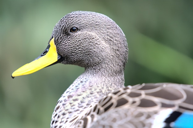 Free photo close up of gray duck