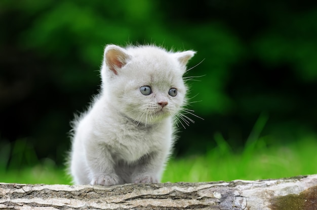 Free Photo close up of gray kitten on nature