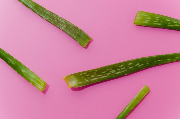 Close-up of green aloe vera leaves on pink background