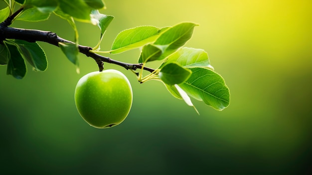 Close up green apple on branch