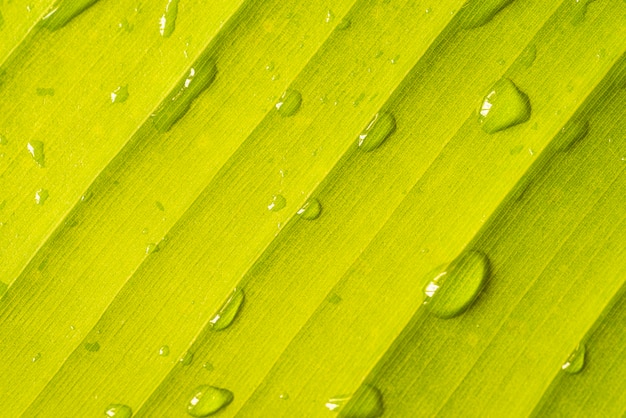 Free photo close-up of green banana leaf