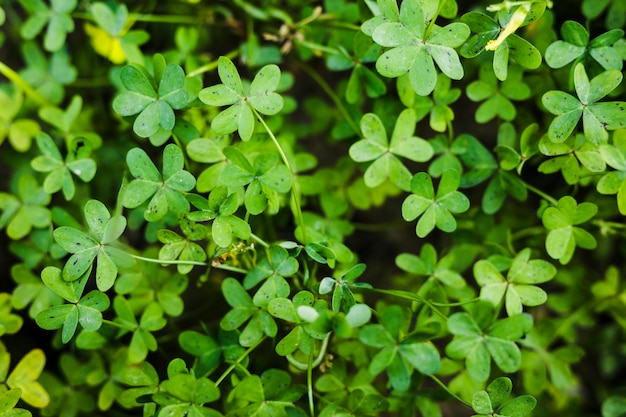 Free Photo close-up of green bermuda buttercup leaves