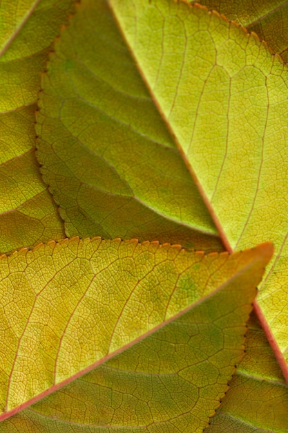 Free photo close-up green and brown leaves