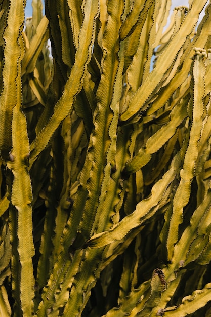 Close-up of green cactus