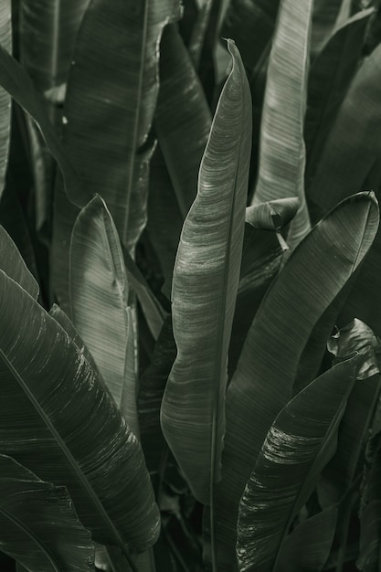 Free photo close up of green cigar flower leaves