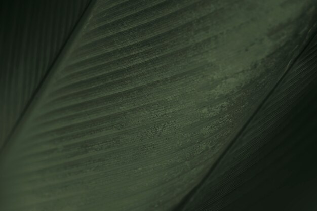 Close up of green Cigar flower leaves