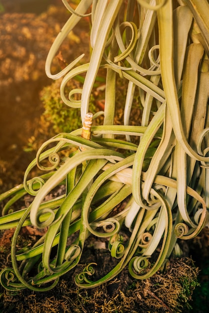 Close-up of green curl leaves