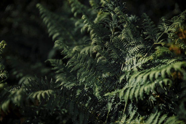 Close-up of green fern leaves