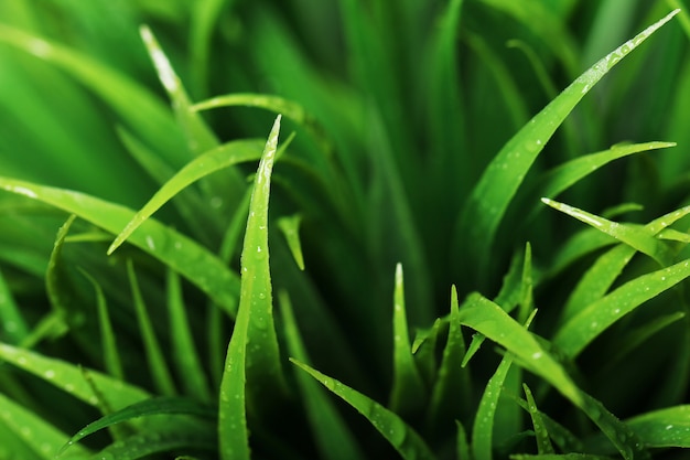 Free photo close up of green grass