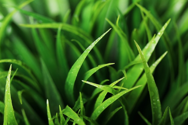 Free photo close up of green grass