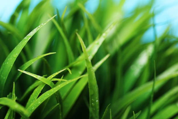 Free photo close up of green grass