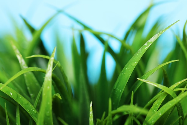 Free photo close up of green grass