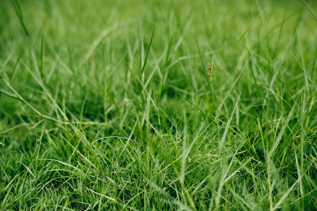 Free photo close up of green grass