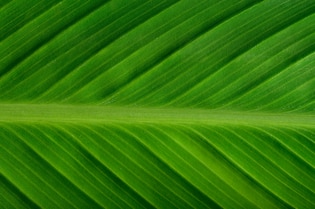 Banana leaf backgrounds