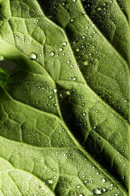 Close-up green leaf nerves with water drops