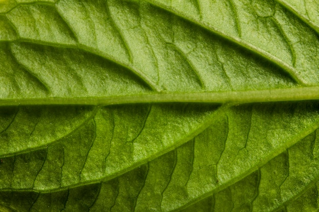 Close-up of green leaf nerves