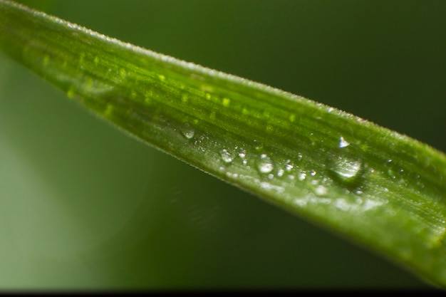 Free Photo close-up of green leaf with droplets