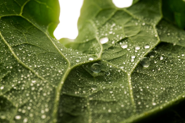 Free photo close-up of green leaf with water dropslets