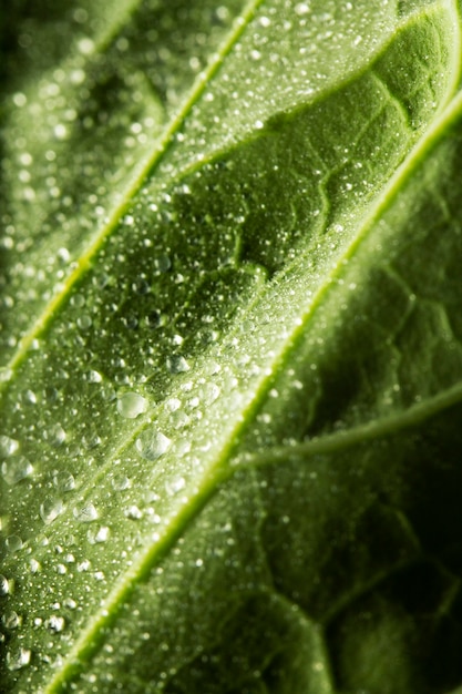 Free photo close-up green leaf with water dropslets