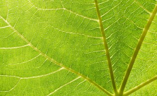 leaf textures