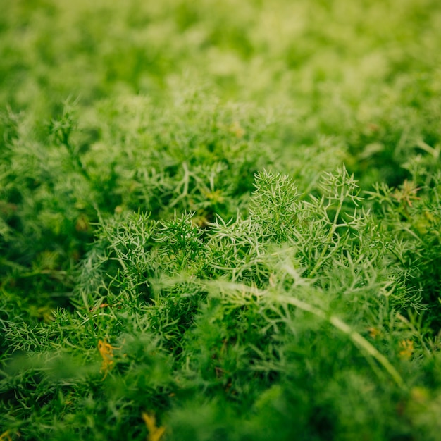 Close-up of green leaves backdrop in the garden