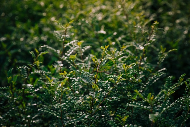 Close-up of green leaves background