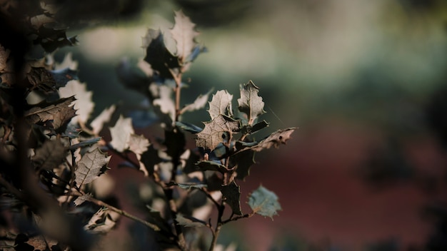 Free Photo close-up of a green leaves growing on plant