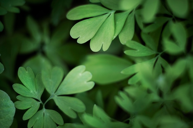 Close up on green leaves in nature