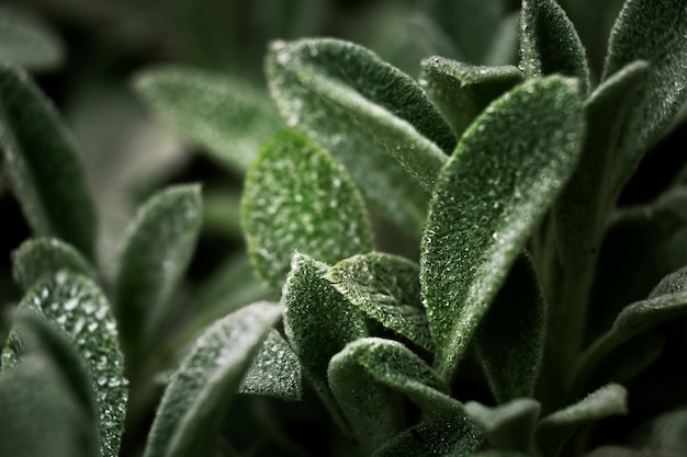 Close up on green leaves in nature