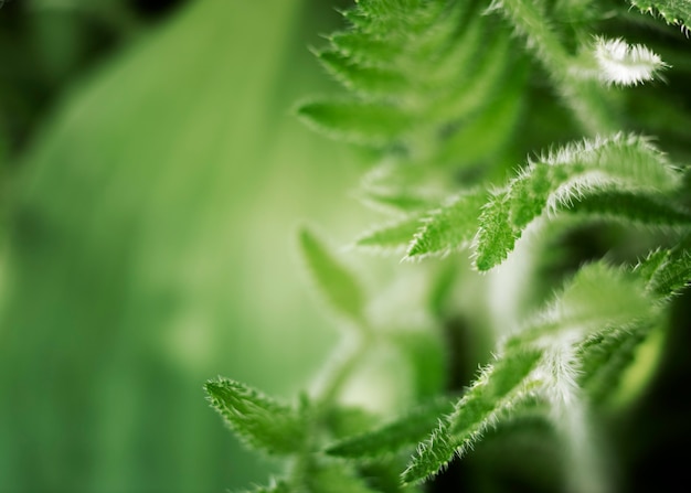 Close up on green leaves in nature