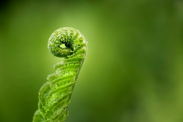 Free photo close up on green leaves in nature