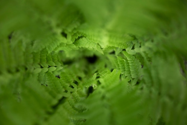 Close up on green leaves in nature