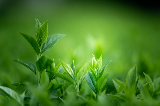 Free photo close up on green leaves in nature